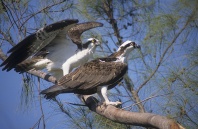 Pair of Osprey in a Tree, Florida