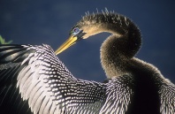 Anhinga Preening Feathers, Florida Everglades
