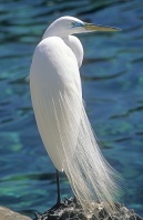 Great American Egret, Florida