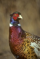 Ringed Necked Pheasant, Indiana