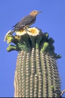 Gila Woodpecker on a Saguaro Cactus, Arizona