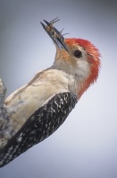 Red Bellied Woodpecker With a Spider in It's Beak