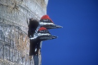 Pileated Woodpecker Babies Peeking From Nest Hole