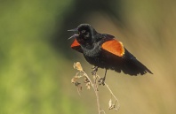 Red Winged Blackbird Singing, Florida