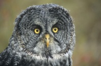 Great Grey Owl, Canada