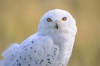 Snowy Owl, Canada