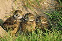 Three Baby Burrowing Owls, Florida