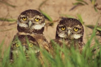 Baby Burrowing Owls, Florida