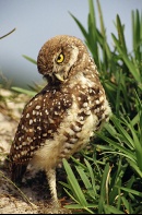 Burrowing Owl, Florida