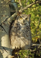 Great Horned Owl, Canada