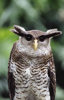 Malay Eagle Owl, Maylasia