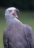 Grey-Headed Fishing Eagle, India