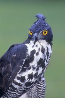 Blyth's Hawk Eagle, Asia