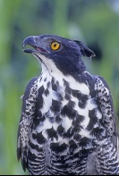 Blyth's Hawk Eagle, Asia
