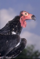 Indian King Vulture