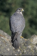 Gryfalcon Falco, Canada