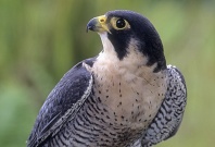 Peregrin Falcon, Asia