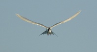 Tern in Flight, Florida