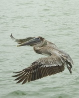 Brown Pelican in Flight, Florida