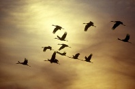 Sandhill Cranes in Flight at Sunset