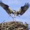Osprey Building a Nest