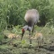 Adult Sandhill Crane With Two Chicks