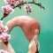Flamingo Portrait and Orchids