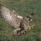 Peregrine Falcon Landing, Canada