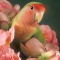 Peach Faced Love Bird