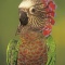 Hawk Headed Parrot Displaying Head Feathers, Venezuela     