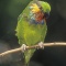 Edward\'s Fig Parrot, New Guinea