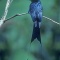 Greater Racket-Tailed Drongo, India