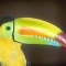 Keel Billed Toucan, Costa Rica