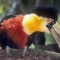 Red Breasted Toucan, South America