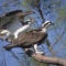 Pair of Osprey in a Tree, Florida