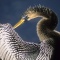 Anhinga Preening Feathers, Florida Everglades