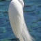 Great American Egret, Florida
