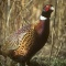 Ringed Necked Pheasant, Indiana