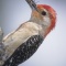 Red Bellied Woodpecker With a Spider in It's Beak