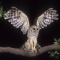 Barred Owl in Flight, Florida