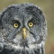 Great Grey Owl, Canada