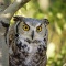 Great Horned Owl, Florida
