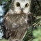 Saw Whet Owl, Indiana
