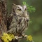 Western Screech Owl, Canada