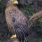 Crested Serpent Eagle, Malaysia