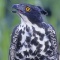 Blyth's Hawk Eagle, Asia 