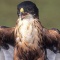 Chestnut Bellied Hawk Eagle, India