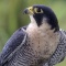Peregrin Falcon, Asia