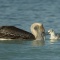Pelican and Seagull, Gulf of Mexico, Florida