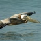 Pelican in Flight Over The Gulf of Mexico, Florida